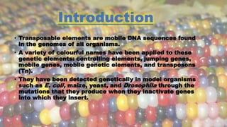 • Transposable elements are mobile DNA sequences found
in the genomes of all organisms.
• A variety of colourful names have been applied to these
genetic elements: controlling elements, jumping genes,
mobile genes, mobile genetic elements, and transposons
(Tn).
• They have been detected genetically in model organisms
such as E. coli, maize, yeast, and Drosophila through the
mutations that they produce when they inactivate genes
into which they insert.
 