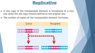 Replicative
 A new copy of the transposable element is introduced at a new
site while the old copy remains behind at the original site.
 The number of copies of the transposable element increases.
 