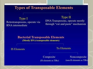 Comprehensive Overview of Transposable Elements in Prokaryotes and ...