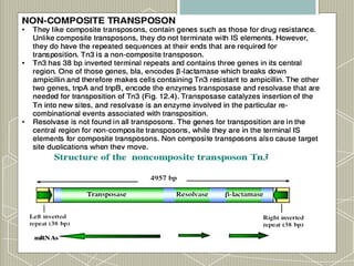 Comprehensive Overview of Transposable Elements in Prokaryotes and ...