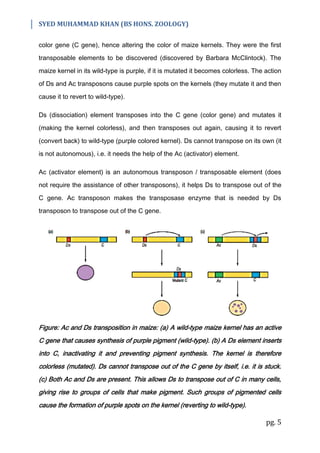 Transposable Elements or Transposition | PDF
