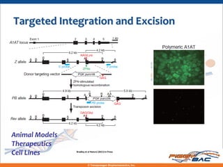 Targeted Integration and Excision




• Gene Therapy
• Cell Lines
Animal Models
Therapeutics
Cell Lines       Bradley et al Nature (2011) In Press




                            © Transposagen Biopharmaceutics, Inc.
 