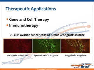 Therapeutic Applications

• Gene and Cell Therapy
• Immunotherapy
  PB kills ovarian cancer cells of tumor xenografts in mice




PB/TK cells stained red   Apoptotic cells stain green                Merged cells are yellow




                             © Transposagen Biopharmaceutics, Inc.
 