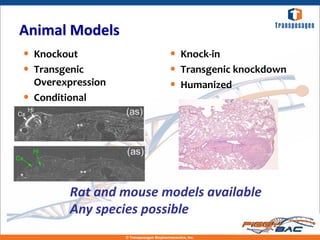 Animal Models
• Knockout                                  • Knock-in
• Transgenic                                • Transgenic knockdown
    Overexpression                          • Humanized
•   Conditional




          Rat and mouse models available
          Any species possible
                     © Transposagen Biopharmaceutics, Inc.
 
