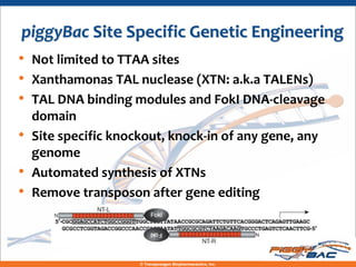 piggyBac Site Specific Genetic Engineering
• Not limited to TTAA sites
• Xanthamonas TAL nuclease (XTN: a.k.a TALENs)
• TAL DNA binding modules and FokI DNA-cleavage
    domain
•   Site specific knockout, knock-in of any gene, any
    genome
•   Automated synthesis of XTNs
•   Remove transposon after gene editing



                      © Transposagen Biopharmaceutics, Inc.
 