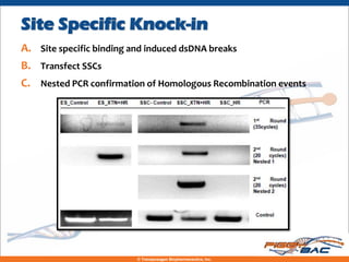 Site Specific Knock-in
A. Site specific binding and induced dsDNA breaks
B. Transfect SSCs
C. Nested PCR confirmation of Homologous Recombination events




                          © Transposagen Biopharmaceutics, Inc.
 