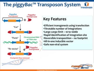 The piggyBac™ Transposon System

                        Key Features
                        •Efficient transgenesis using transfection
                        •Titratable number of integrations
                        •Large cargo limit – 10 to 100kb
                        •Rapid identification of integration site
                        •Reversible transposition – no footprint
                        •All-in-one inducible vector
                        •Safe non-viral system




             © Transposagen Biopharmaceutics, Inc.
 