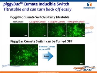 piggyBac™ Cumate Inducible Switch
Titratable and can turn back off easily




                   © Transposagen Biopharmaceutics, Inc.
 