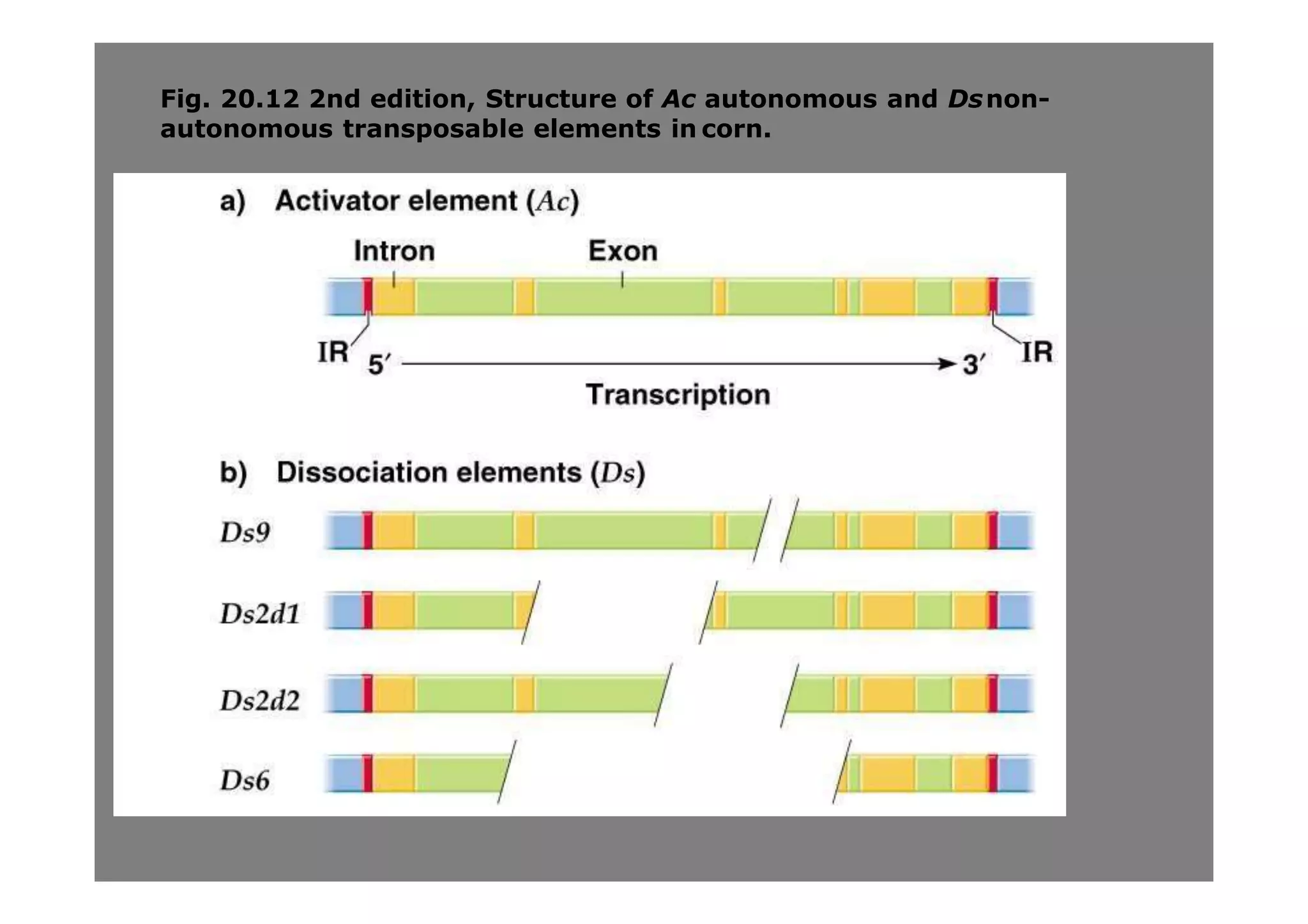 Transposibleelements.pptx