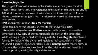 Bacteriophage Mu
The longest transposon knows so far. Caries numerous genes for viral
head and tail formation. The vegetative replication of mu produces about
100 viral chromosomes in a cell arises from the transposition of Mu to
about 100 different target sites. Therefore considered as giant mutator
transposon.
DNA-mediated Transposition Mechanism
Some families of transposable elements that move via a DNA
intermediate do so in a replicative manner. In this case, transposition
generates a new copy of the transposable element at the target site,
while leaving a copy behind at the original site. A cointegrate structure is
formed by fusion of the donor and recipient replicons, which is then
resolved (Figure 9.12). Other families use a nonreplicative mechanism. In
this case, the original copy excises from the original site and move to a
new target site, leaving the original site vacant.
 