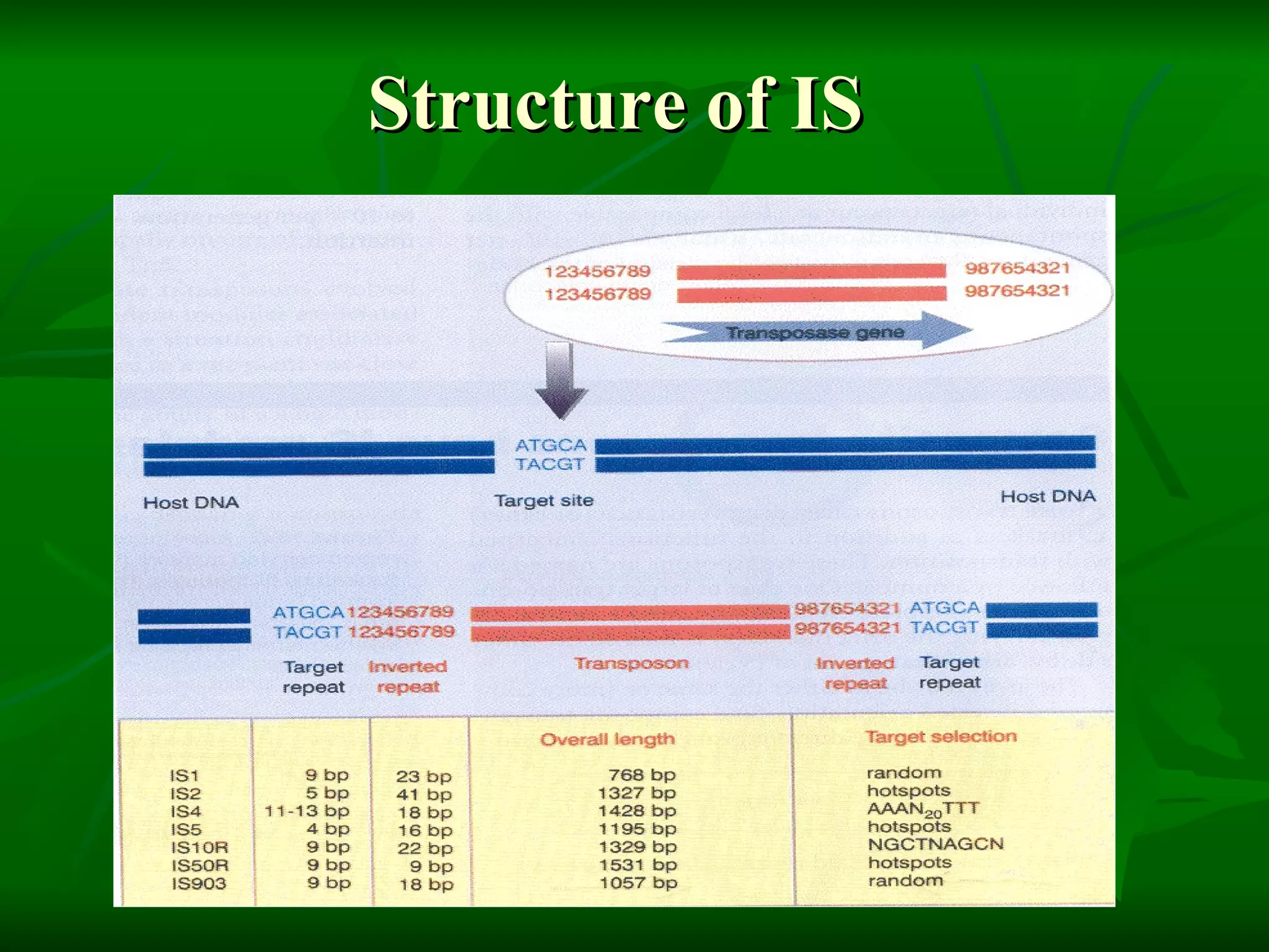 Structure of IS 