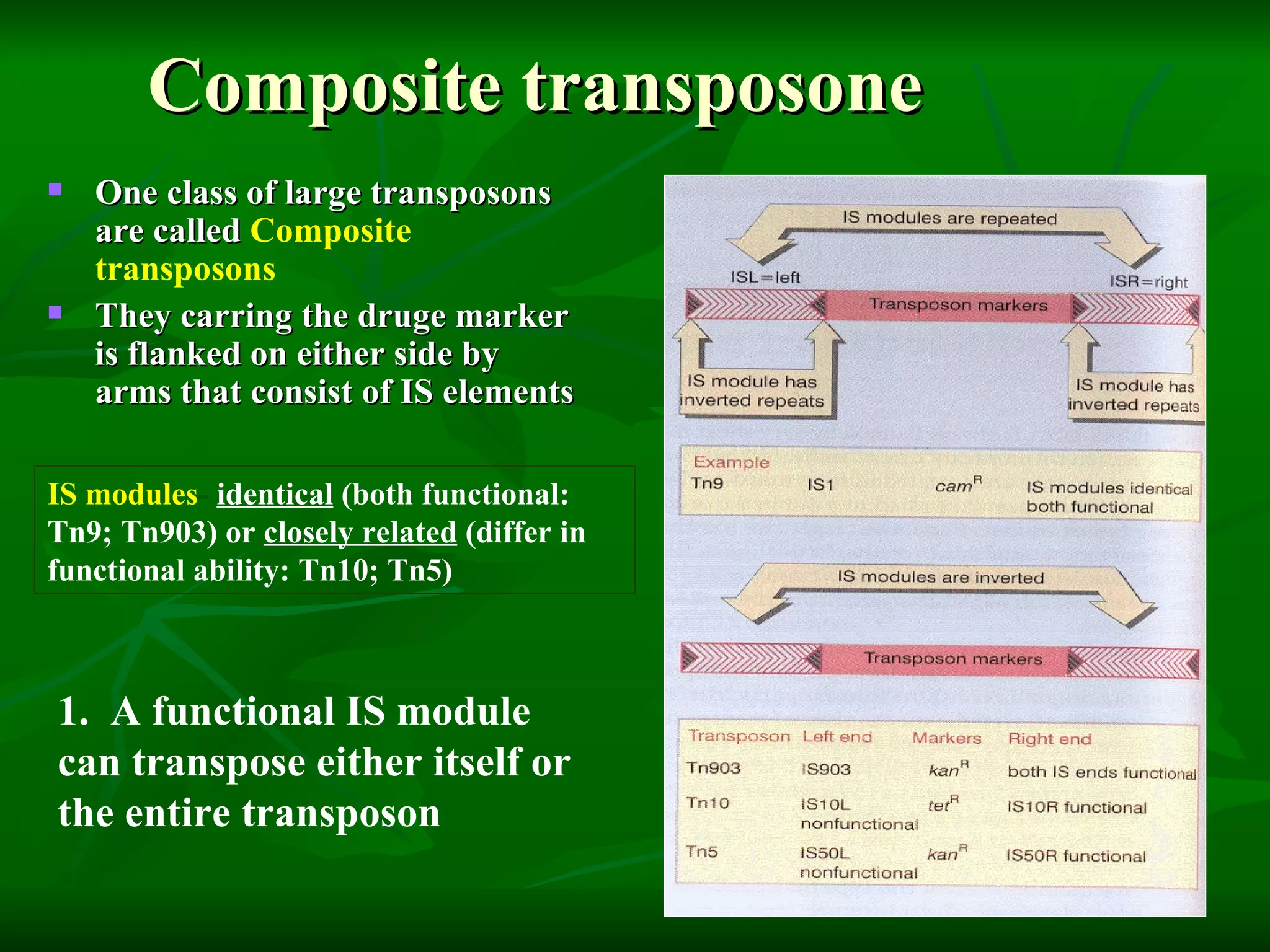 Composite transposone One class of large transposons are called  Composite transposons They carring the druge marker is flanked on either side by arms that consist of IS elements IS modules -  identical  (both functional: Tn9; Tn903) or  closely related  (differ in functional ability: Tn10; Tn5) 1.  A functional IS module can transpose either itself or the entire transposon  