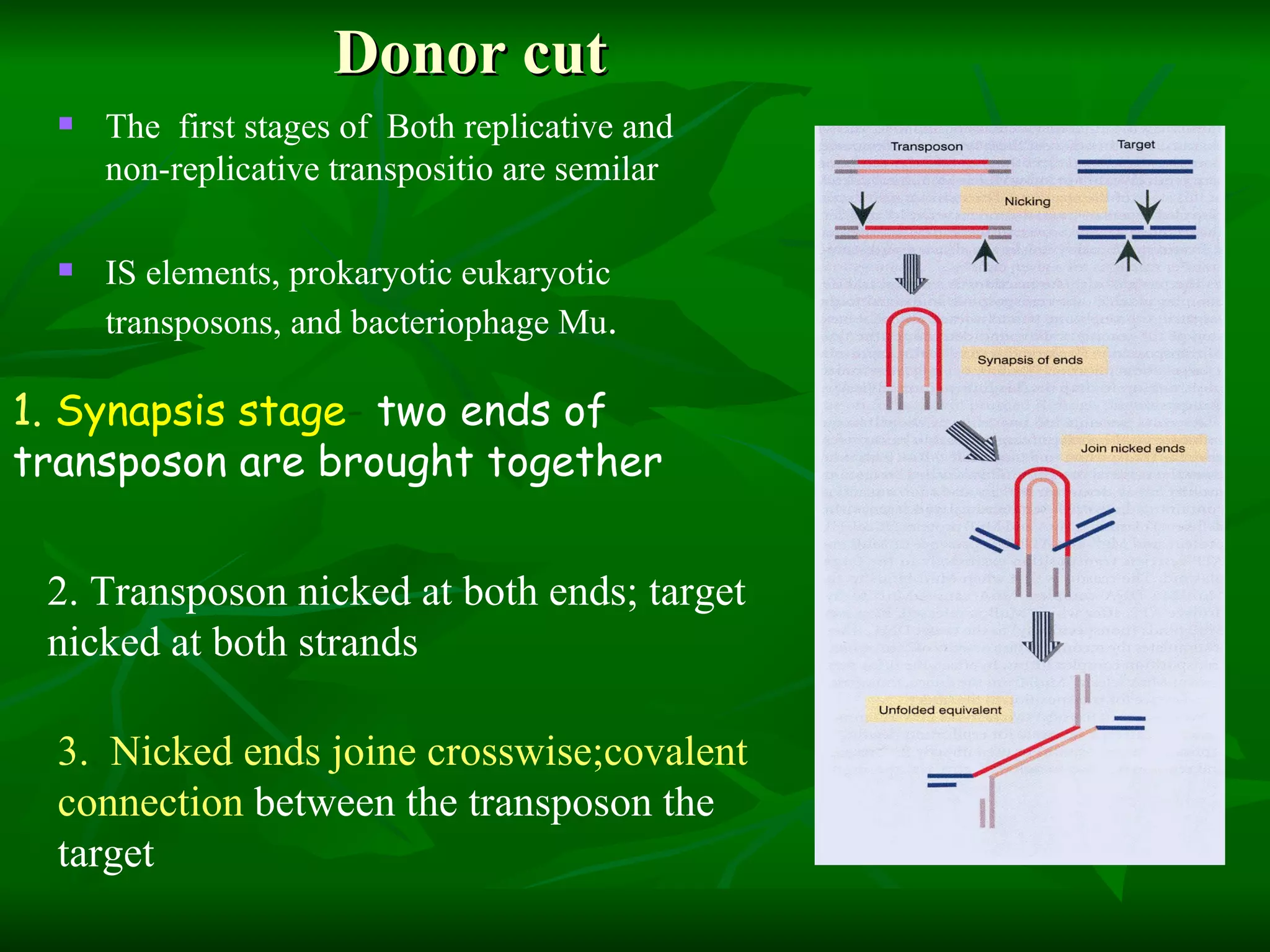 The  first stages of  Both replicative and non-replicative transpositio are semilar  IS elements, prokaryotic eukaryotic transposons, and bacteriophage Mu .   Donor cut 1.   Synapsis stage -  two ends of transposon are brought together   3. .  Nicked ends joine crosswise;covalent connection  between the transposon the target 2. Transposon nicked at both ends; target nicked at both strands 
