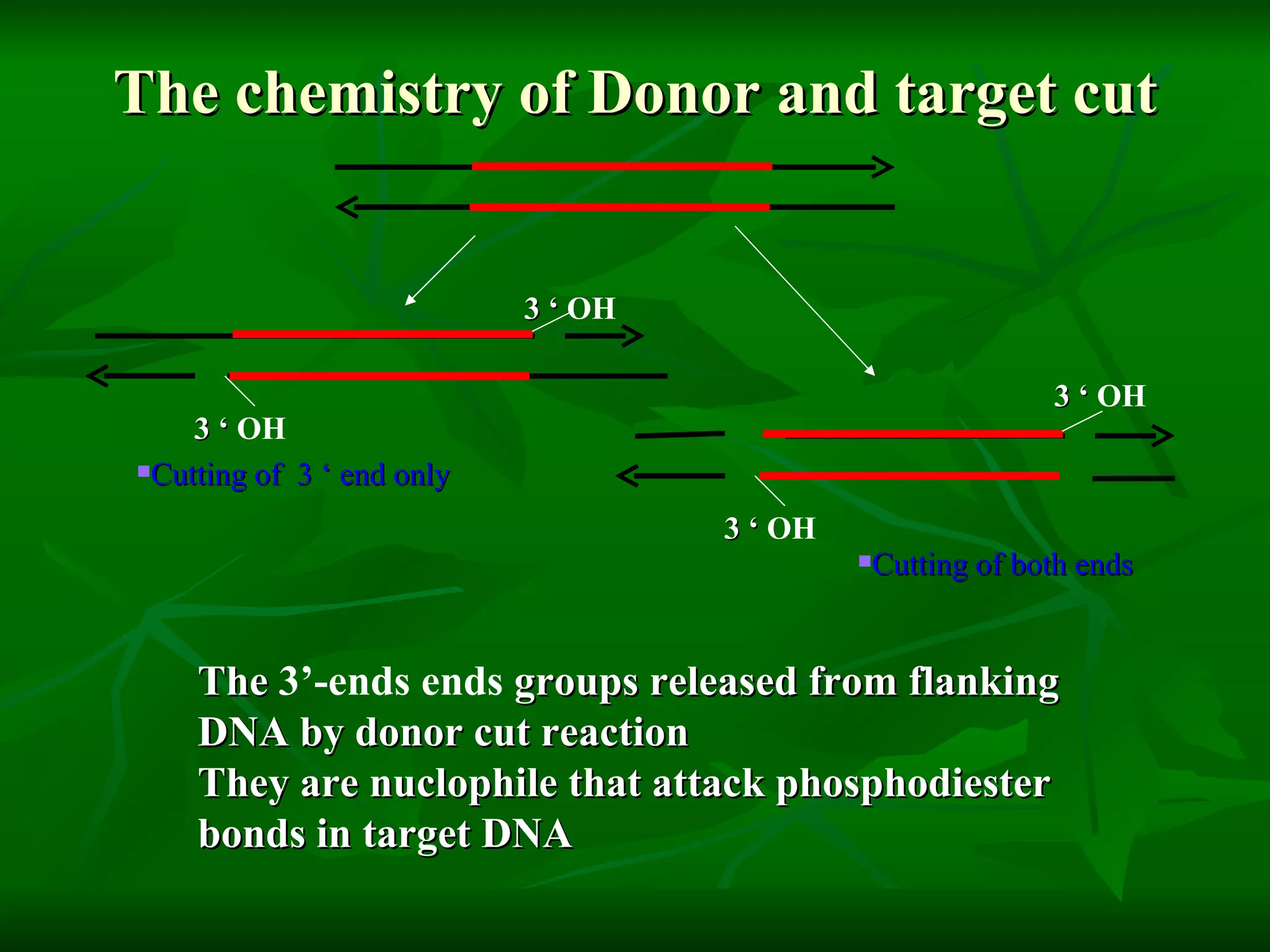 The chemistry of Donor and target cut The  3’-ends   ends  groups released from flanking DNA by donor cut reaction They are nuclophile that attack phosphodiester bonds in target DNA Cutting of both ends 3   ‘  OH 3   ‘  OH 3   ‘  OH 3   ‘  OH Cutting of  3   ‘  end only 