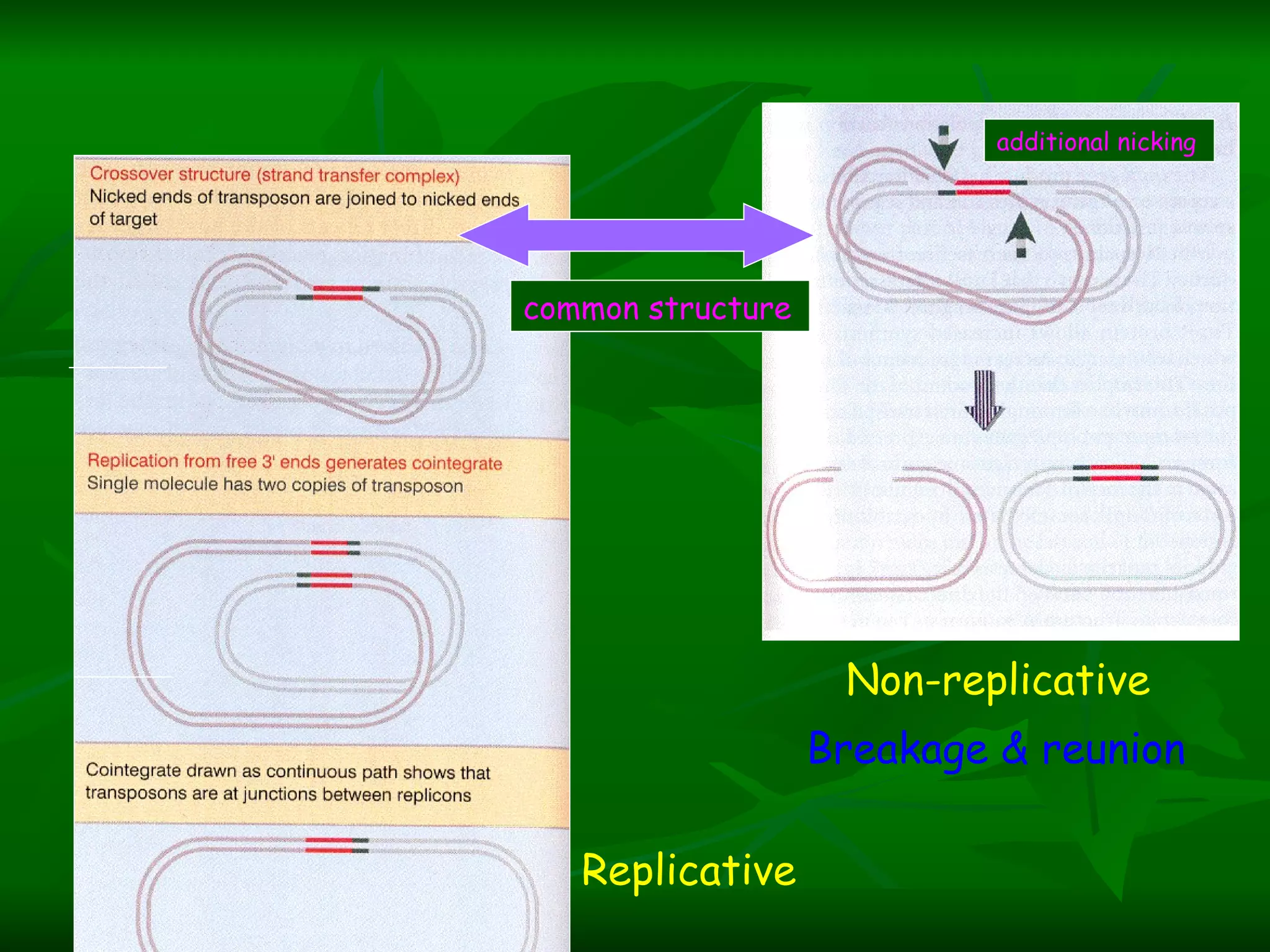 Non-replicative Replicative additional nicking common structure Breakage & reunion 