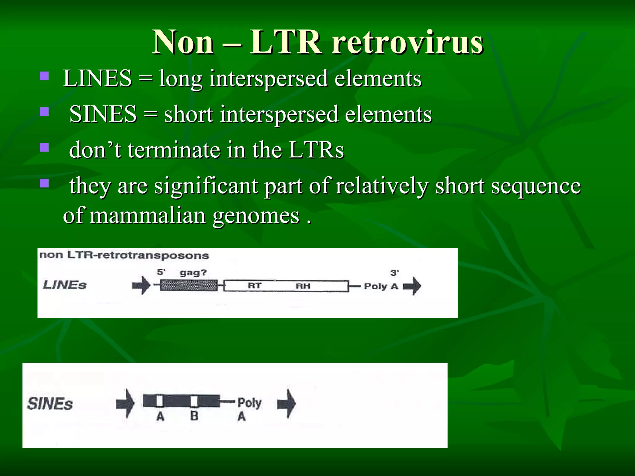 Non – LTR retrovirus LINES = long interspersed elements SINES = short interspersed elements don’t terminate in the LTRs  they are significant part of relatively short sequence of mammalian genomes . 