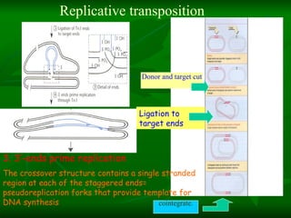 Transposone | PPT