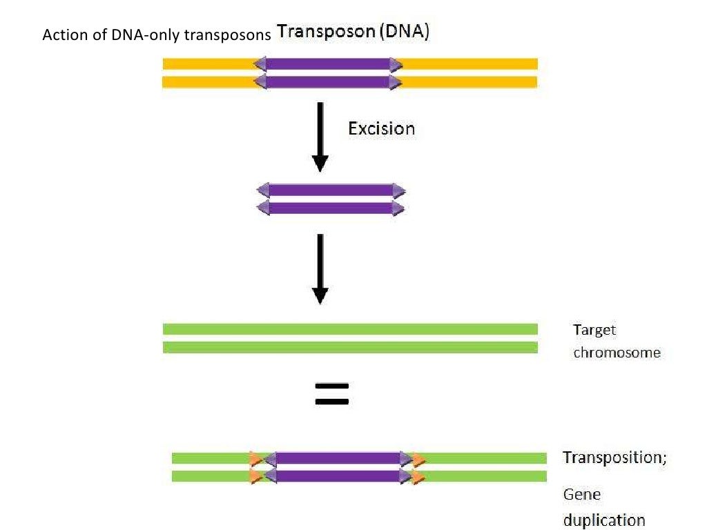 Transposons the jumping genes