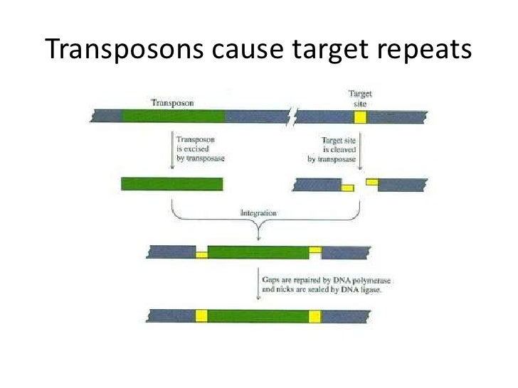 Transposons the jumping genes