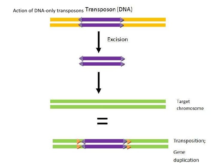 Transposons the jumping genes