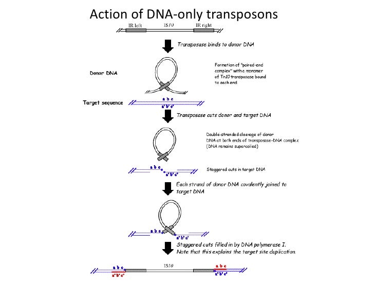 Transposons the jumping genes