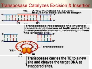 Transposase Catalyzes Excision & Insertion
 