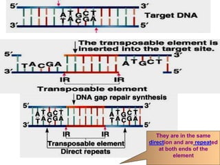 17-67
They are in the same
direction and are repeated
at both ends of the
element
 