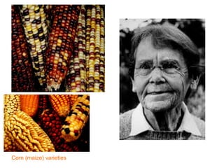 1. Nbarobelprize.org
BARARRADADDADAADDAFCCACFCCC
AFFAFFAFFF
KA
(1983 Nobel Prize in Physiology and
Medicine)
2. profiles.nlm.nih.gov/LL/
Barbara McClintock 1902-1992
Corn (maize) varieties
 