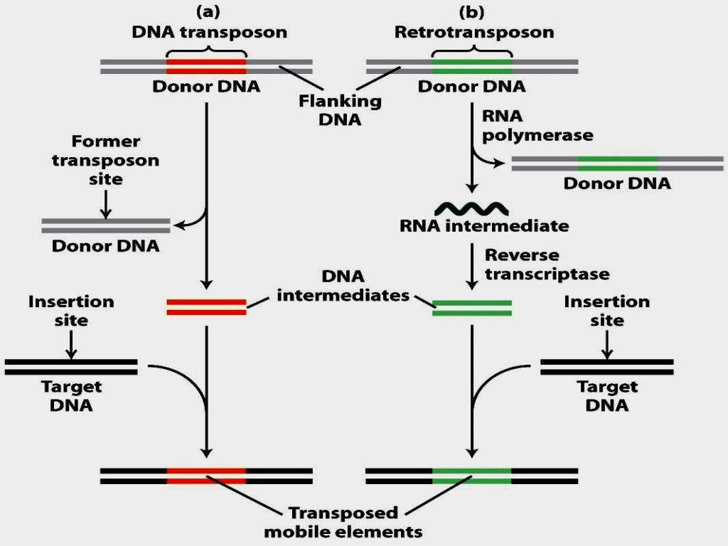 Transposons