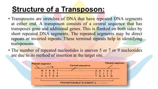 Transposition Inverted Sequences Transposons | PPTX