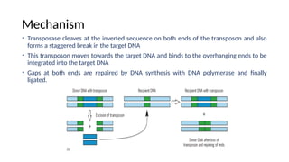 Transposition Inverted Sequences Transposons and Mechanism of Transposition.pptx
