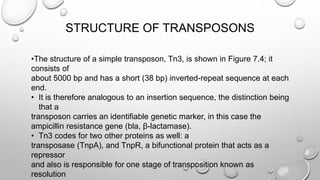 •The structure of a simple transposon, Tn3, is shown in Figure 7.4; it
consists of
about 5000 bp and has a short (38 bp) inverted-repeat sequence at each
end.
• It is therefore analogous to an insertion sequence, the distinction being
that a
transposon carries an identifiable genetic marker, in this case the
ampicillin resistance gene (bla, β-lactamase).
• Tn3 codes for two other proteins as well: a
transposase (TnpA), and TnpR, a bifunctional protein that acts as a
repressor
and also is responsible for one stage of transposition known as
resolution
STRUCTURE OF TRANSPOSONS
 