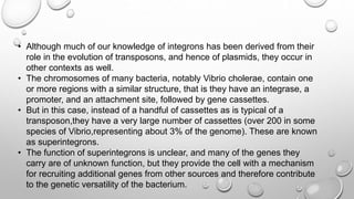 • Although much of our knowledge of integrons has been derived from their
role in the evolution of transposons, and hence of plasmids, they occur in
other contexts as well.
• The chromosomes of many bacteria, notably Vibrio cholerae, contain one
or more regions with a similar structure, that is they have an integrase, a
promoter, and an attachment site, followed by gene cassettes.
• But in this case, instead of a handful of cassettes as is typical of a
transposon,they have a very large number of cassettes (over 200 in some
species of Vibrio,representing about 3% of the genome). These are known
as superintegrons.
• The function of superintegrons is unclear, and many of the genes they
carry are of unknown function, but they provide the cell with a mechanism
for recruiting additional genes from other sources and therefore contribute
to the genetic versatility of the bacterium.
 