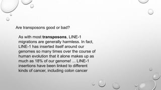 Are transposons good or bad?
As with most transposons, LINE-1
migrations are generally harmless. In fact,
LINE-1 has inserted itself around our
genomes so many times over the course of
human evolution that it alone makes up as
much as 18% of our genome! ... LINE-1
insertions have been linked to different
kinds of cancer, including colon cancer
 