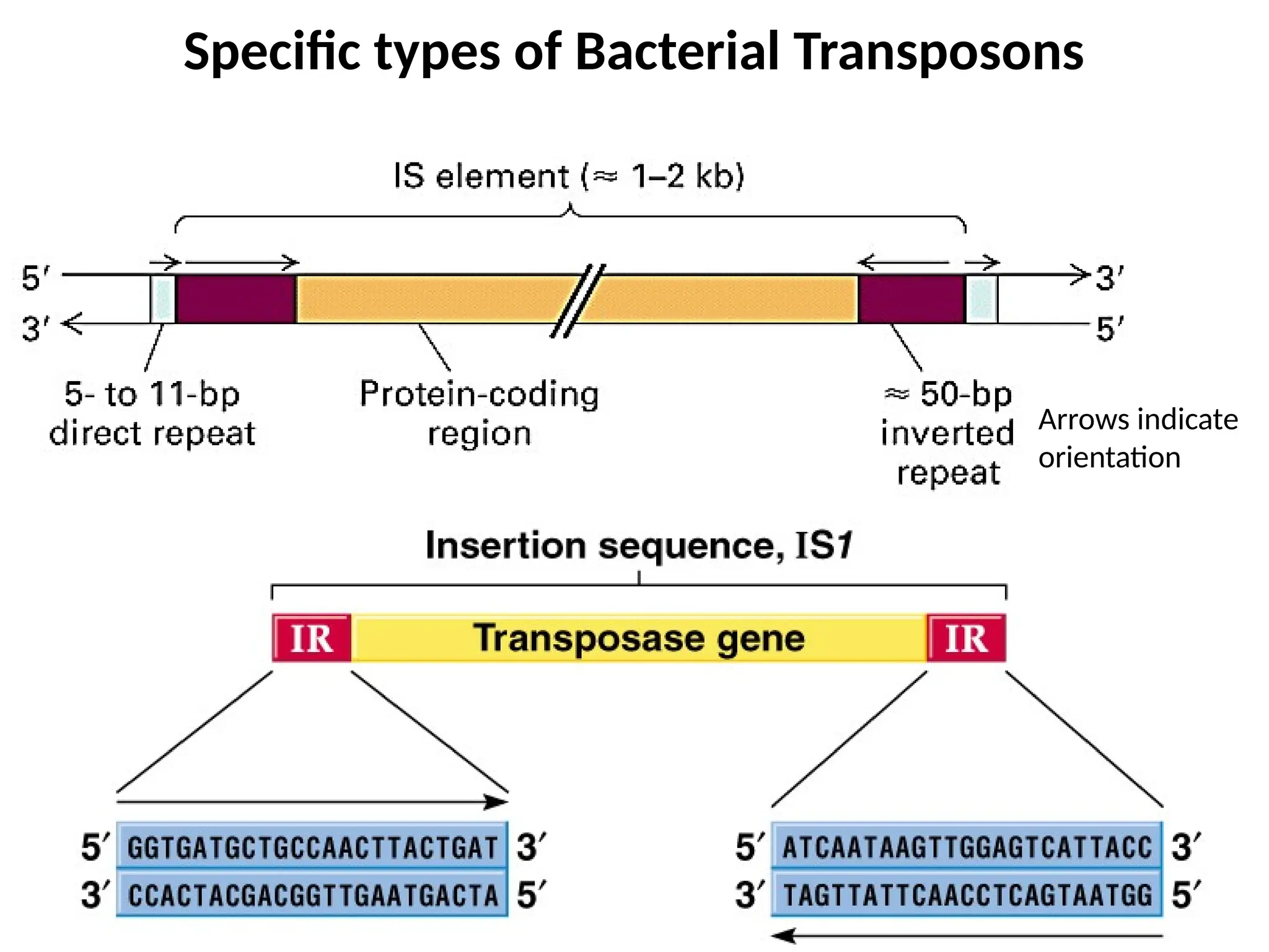 Arrows indicate
orientation
Specific types of Bacterial Transposons
 