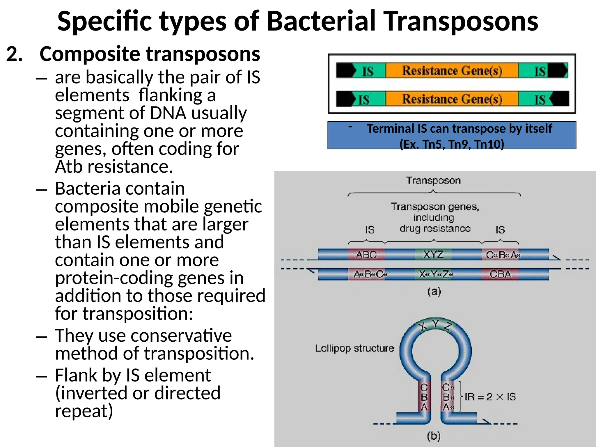 Specific types of Bacterial Transposons
2. Composite transposons
– are basically the pair of IS
elements flanking a
segment of DNA usually
containing one or more
genes, often coding for
Atb resistance.
– Bacteria contain
composite mobile genetic
elements that are larger
than IS elements and
contain one or more
protein-coding genes in
addition to those required
for transposition:
– They use conservative
method of transposition.
– Flank by IS element
(inverted or directed
repeat)
- Terminal IS can transpose by itself
(Ex. Tn5, Tn9, Tn10)
 