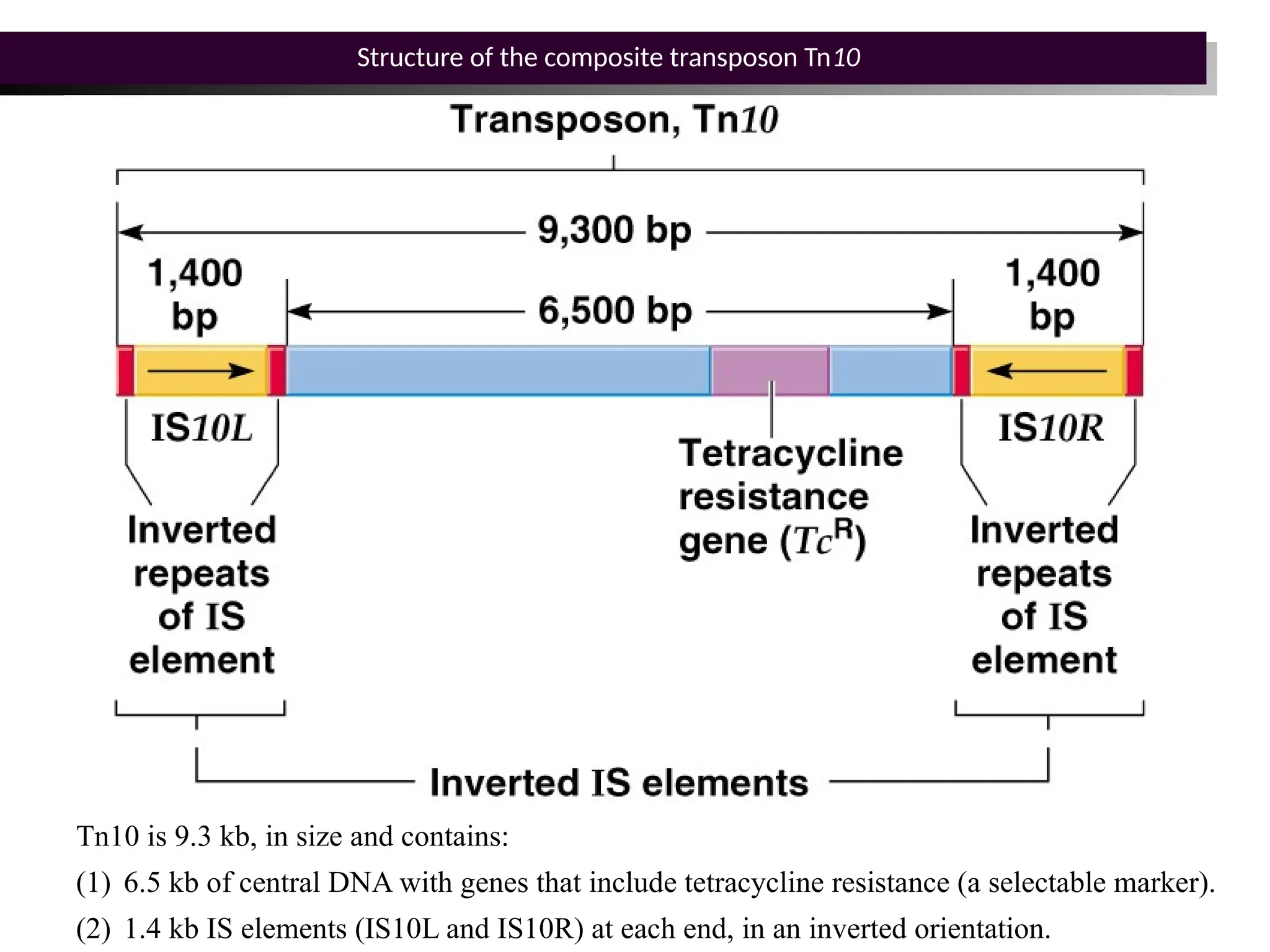 Structure of the composite transposon Tn10
Tn10 is 9.3 kb, in size and contains:
(1) 6.5 kb of central DNA with genes that include tetracycline resistance (a selectable marker).
(2) 1.4 kb IS elements (IS10L and IS10R) at each end, in an inverted orientation.
 