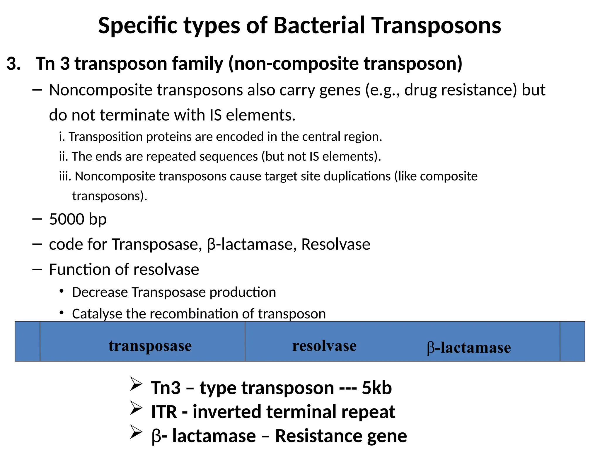 Specific types of Bacterial Transposons
3. Tn 3 transposon family (non-composite transposon)
– Noncomposite transposons also carry genes (e.g., drug resistance) but
do not terminate with IS elements.
i. Transposition proteins are encoded in the central region.
ii. The ends are repeated sequences (but not IS elements).
iii. Noncomposite transposons cause target site duplications (like composite
transposons).
– 5000 bp
– code for Transposase, β-lactamase, Resolvase
– Function of resolvase
• Decrease Transposase production
• Catalyse the recombination of transposon
resolvase
transposase β-lactamase
 Tn3 – type transposon --- 5kb
 ITR - inverted terminal repeat
 β- lactamase – Resistance gene
 