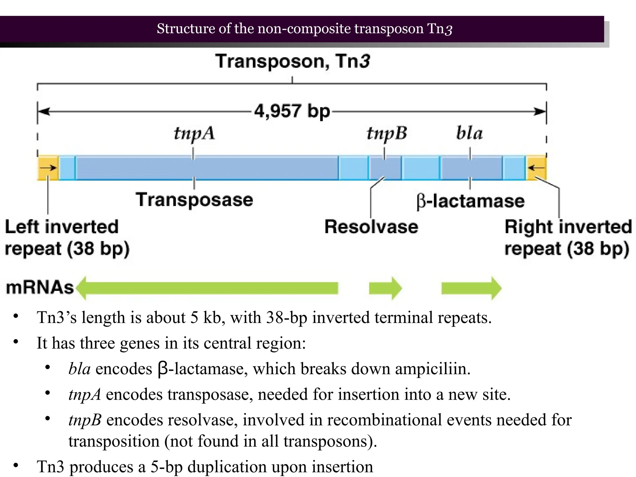Structure of the non-composite transposon Tn3
• Tn3’s length is about 5 kb, with 38-bp inverted terminal repeats.
• It has three genes in its central region:
• bla encodes β-lactamase, which breaks down ampiciliin.
• tnpA encodes transposase, needed for insertion into a new site.
• tnpB encodes resolvase, involved in recombinational events needed for
transposition (not found in all transposons).
• Tn3 produces a 5-bp duplication upon insertion
 