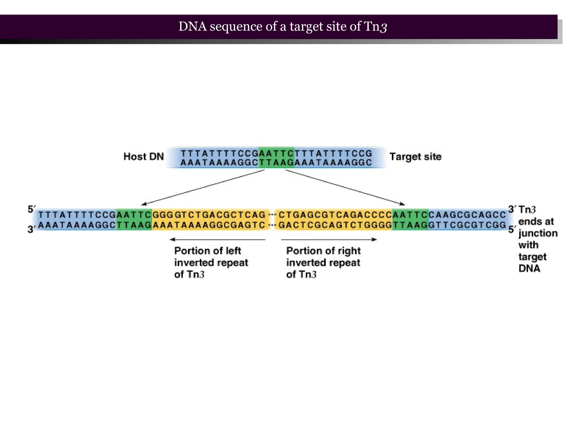 DNA sequence of a target site of Tn3
 