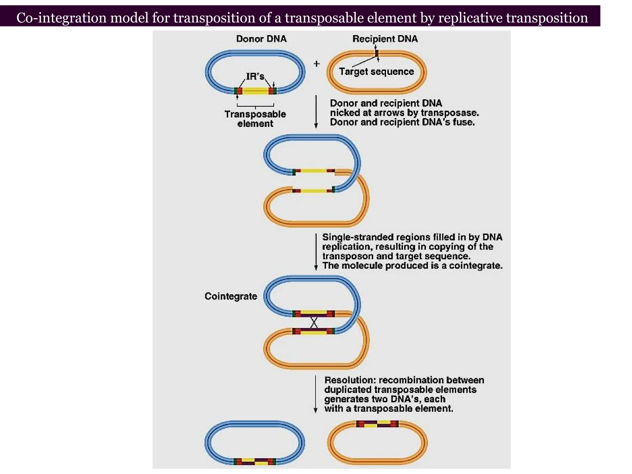Chapter 20 slide 29
Co-integration model for transposition of a transposable element by replicative transposition
 