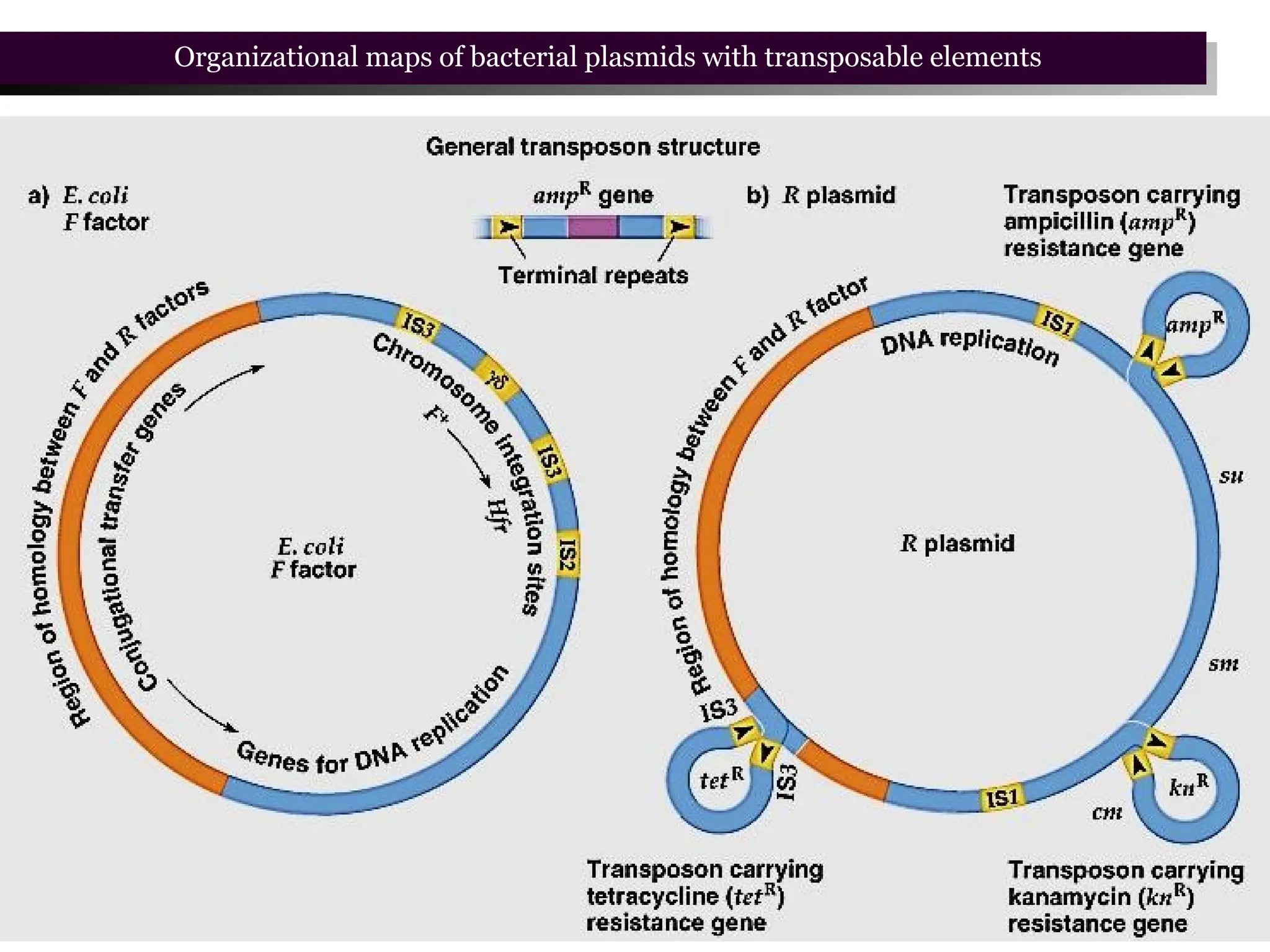 Organizational maps of bacterial plasmids with transposable elements
 