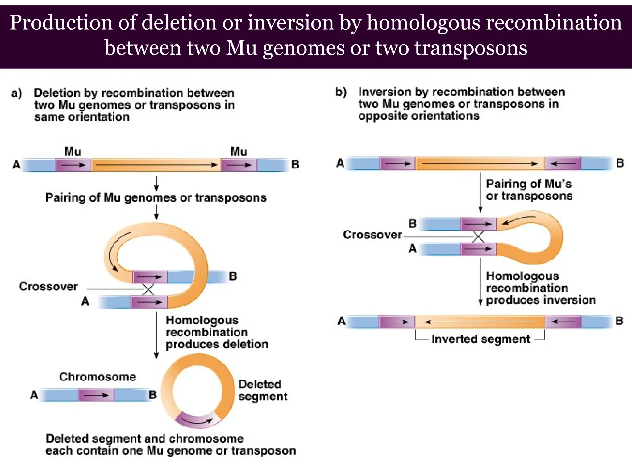 Production of deletion or inversion by homologous recombination
between two Mu genomes or two transposons
 