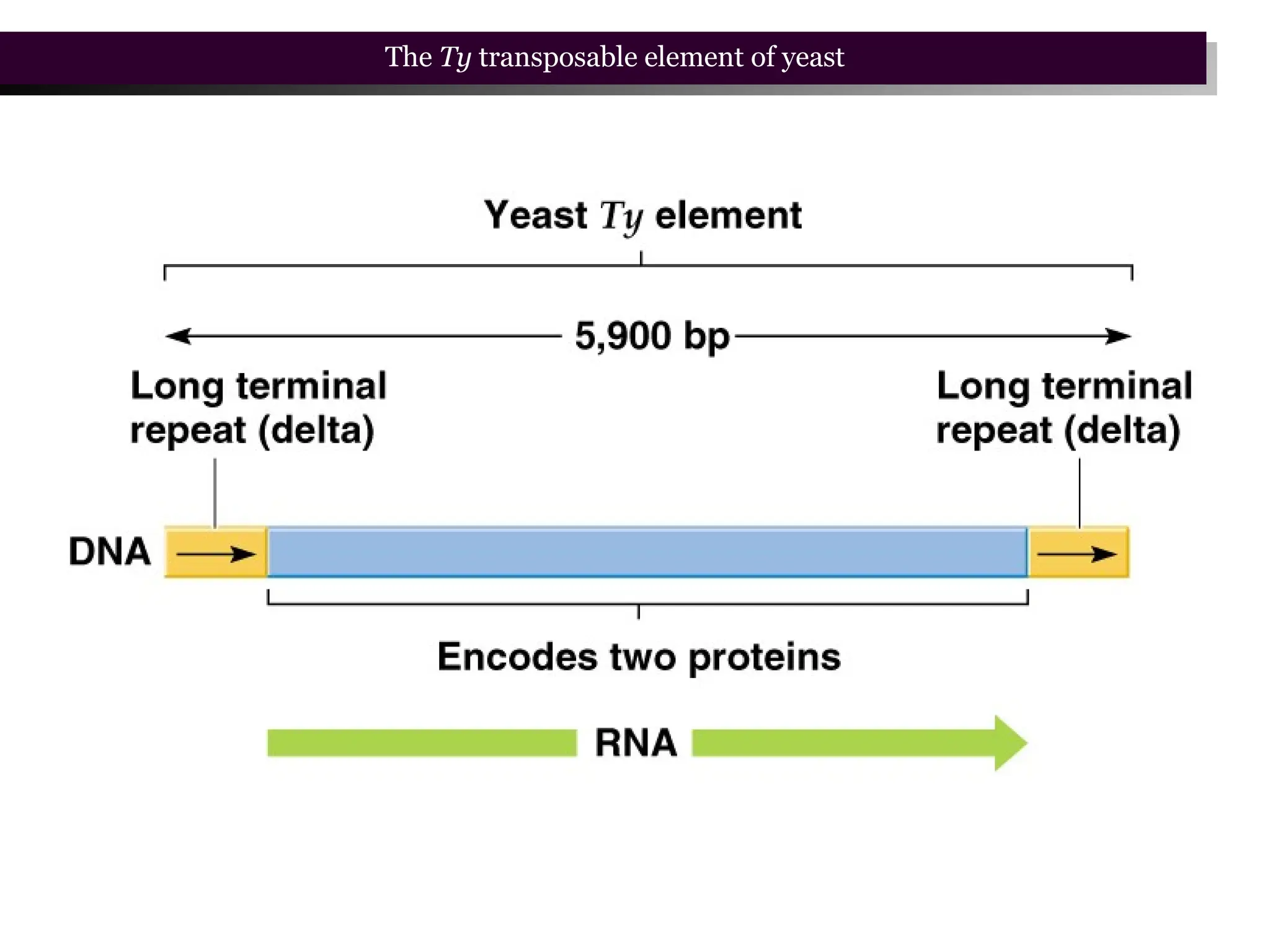 The Ty transposable element of yeast
 