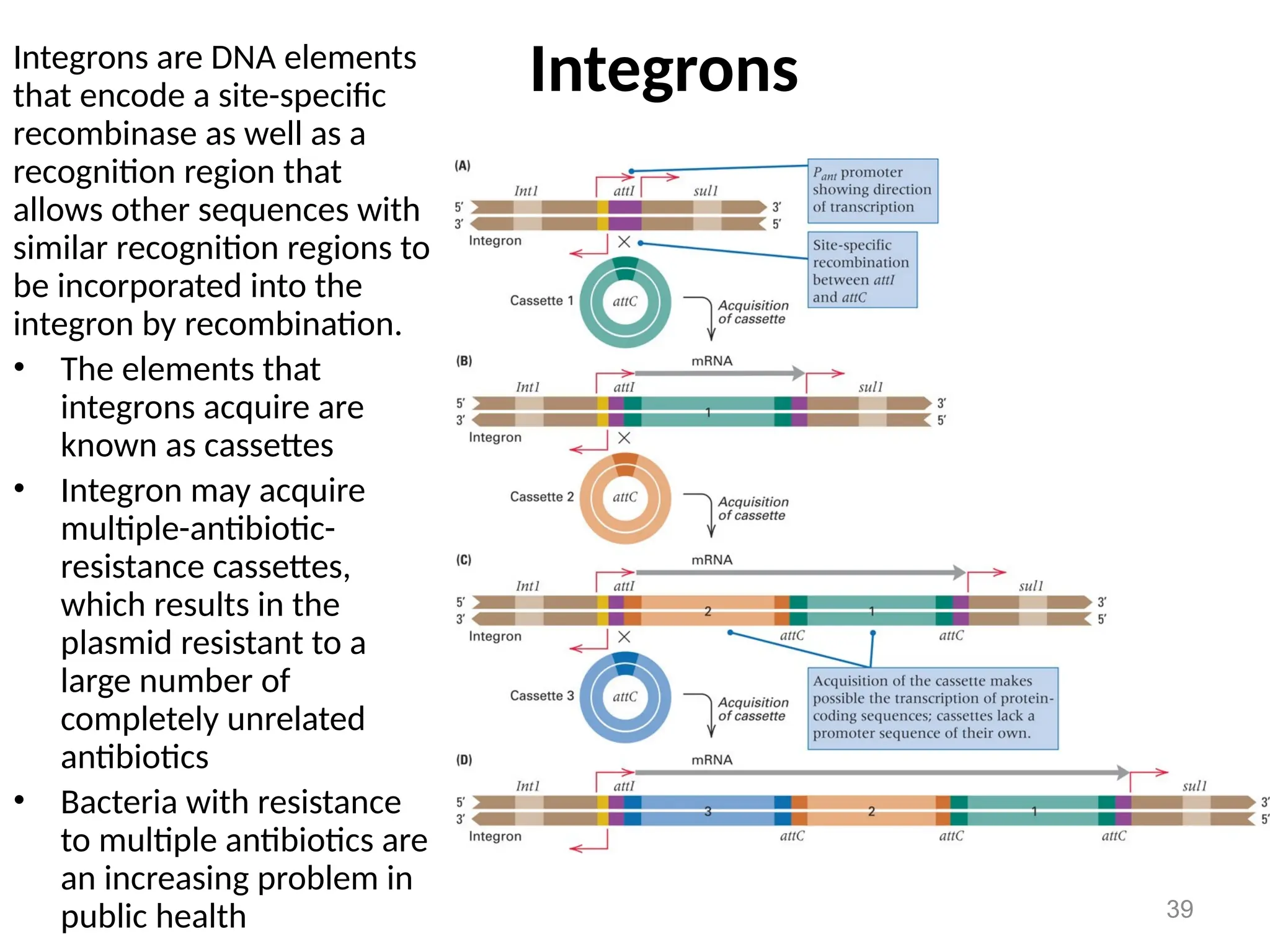 39
Integrons
Integrons are DNA elements
that encode a site-specific
recombinase as well as a
recognition region that
allows other sequences with
similar recognition regions to
be incorporated into the
integron by recombination.
• The elements that
integrons acquire are
known as cassettes
• Integron may acquire
multiple-antibiotic-
resistance cassettes,
which results in the
plasmid resistant to a
large number of
completely unrelated
antibiotics
• Bacteria with resistance
to multiple antibiotics are
an increasing problem in
public health
 