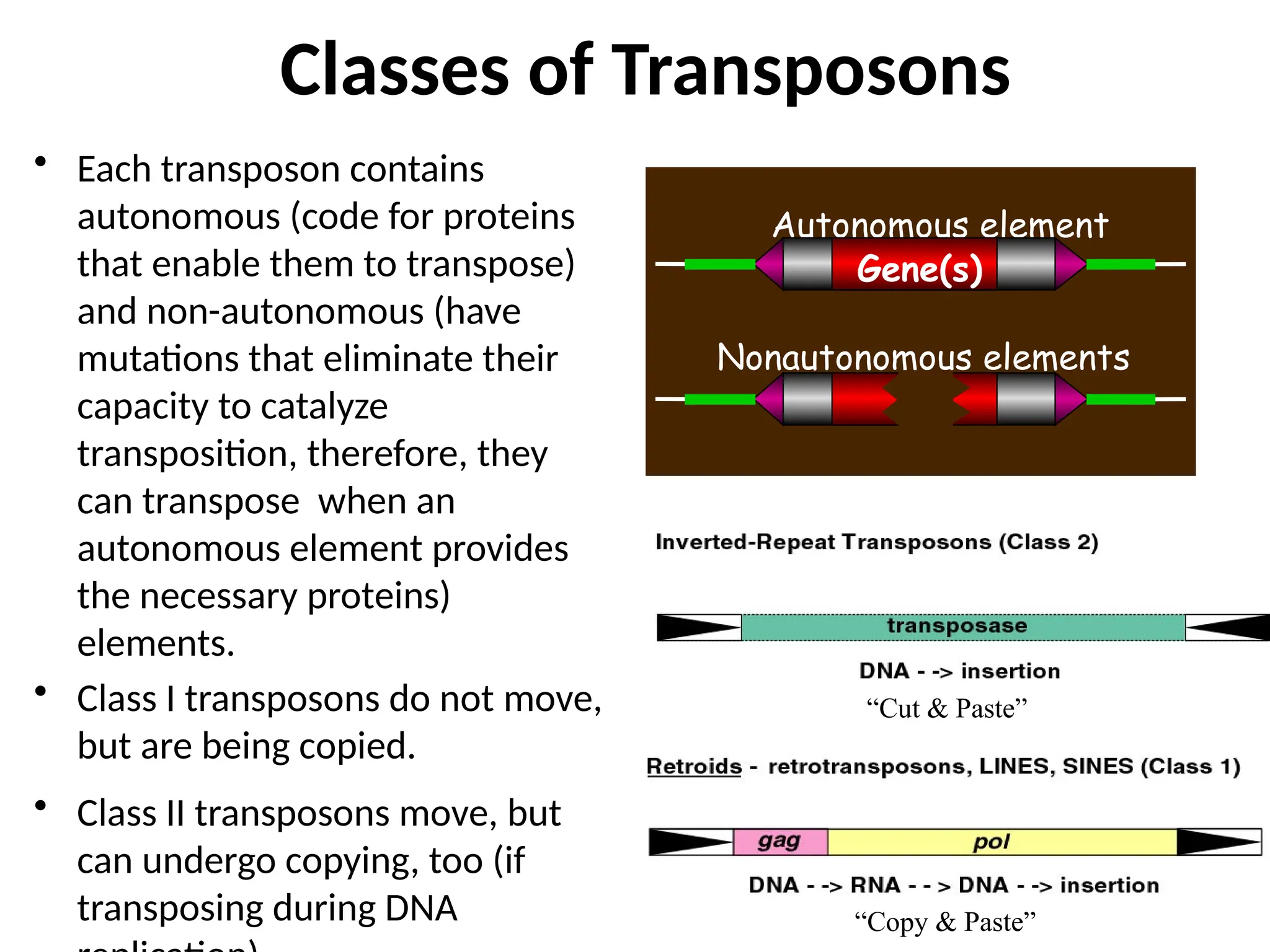 Classes of Transposons
• Each transposon contains
autonomous (code for proteins
that enable them to transpose)
and non-autonomous (have
mutations that eliminate their
capacity to catalyze
transposition, therefore, they
can transpose when an
autonomous element provides
the necessary proteins)
elements.
• Class I transposons do not move,
but are being copied.
• Class II transposons move, but
can undergo copying, too (if
transposing during DNA
“Cut & Paste”
“Copy & Paste”
Autonomous element
Nonautonomous elements
Gene(s)
 