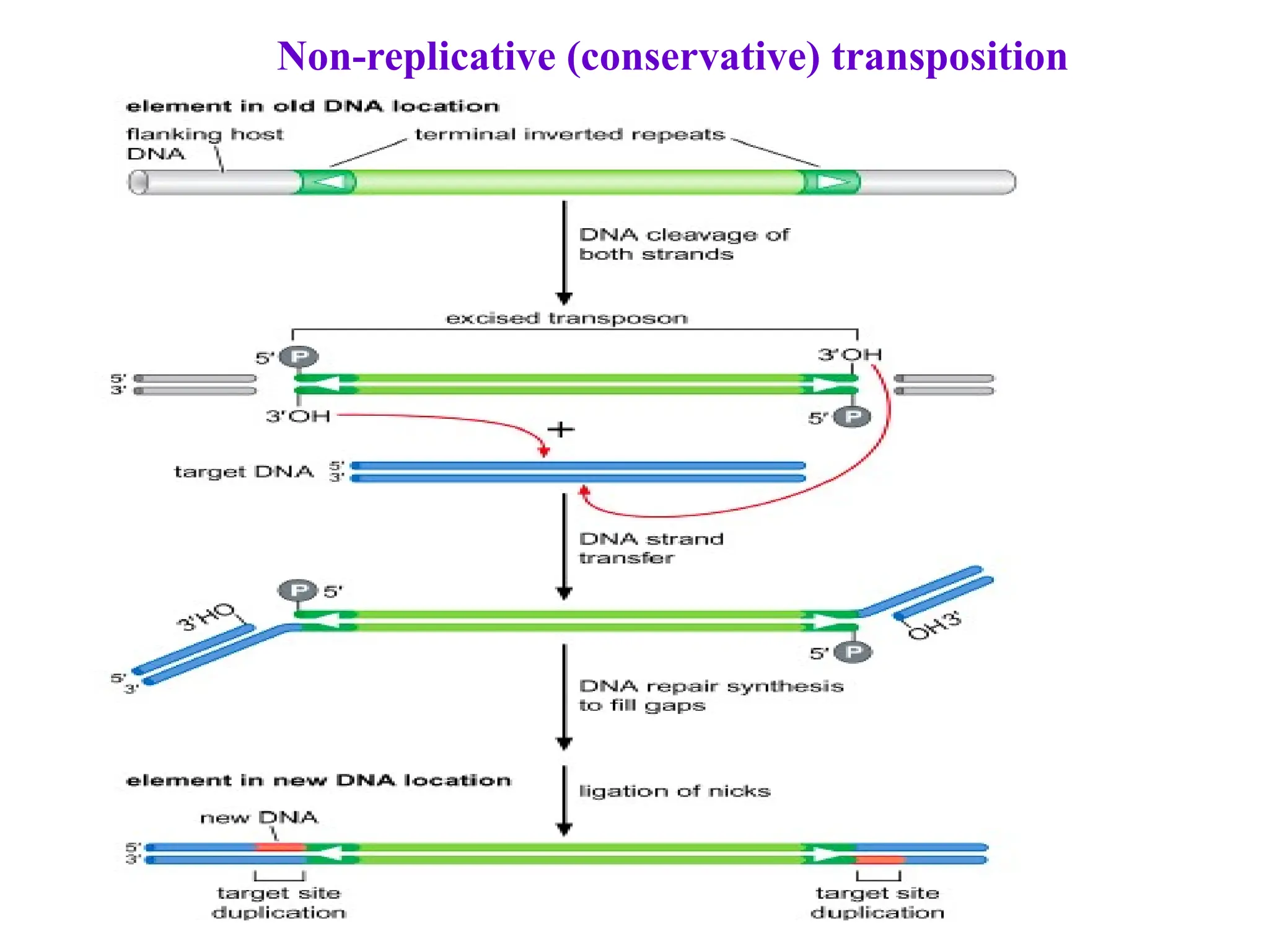 Non-replicative (conservative) transposition
 