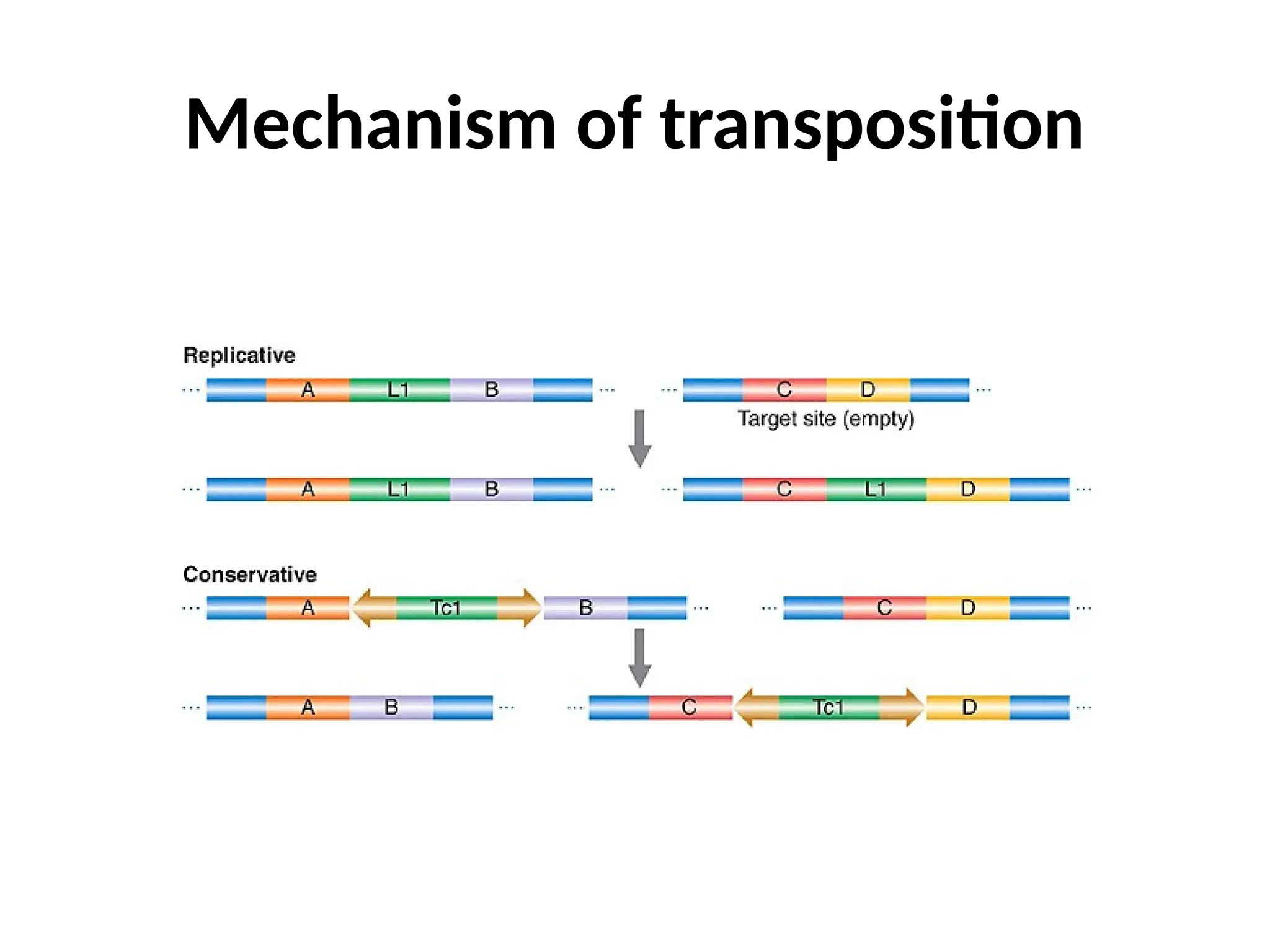 Mechanism of transposition
 
