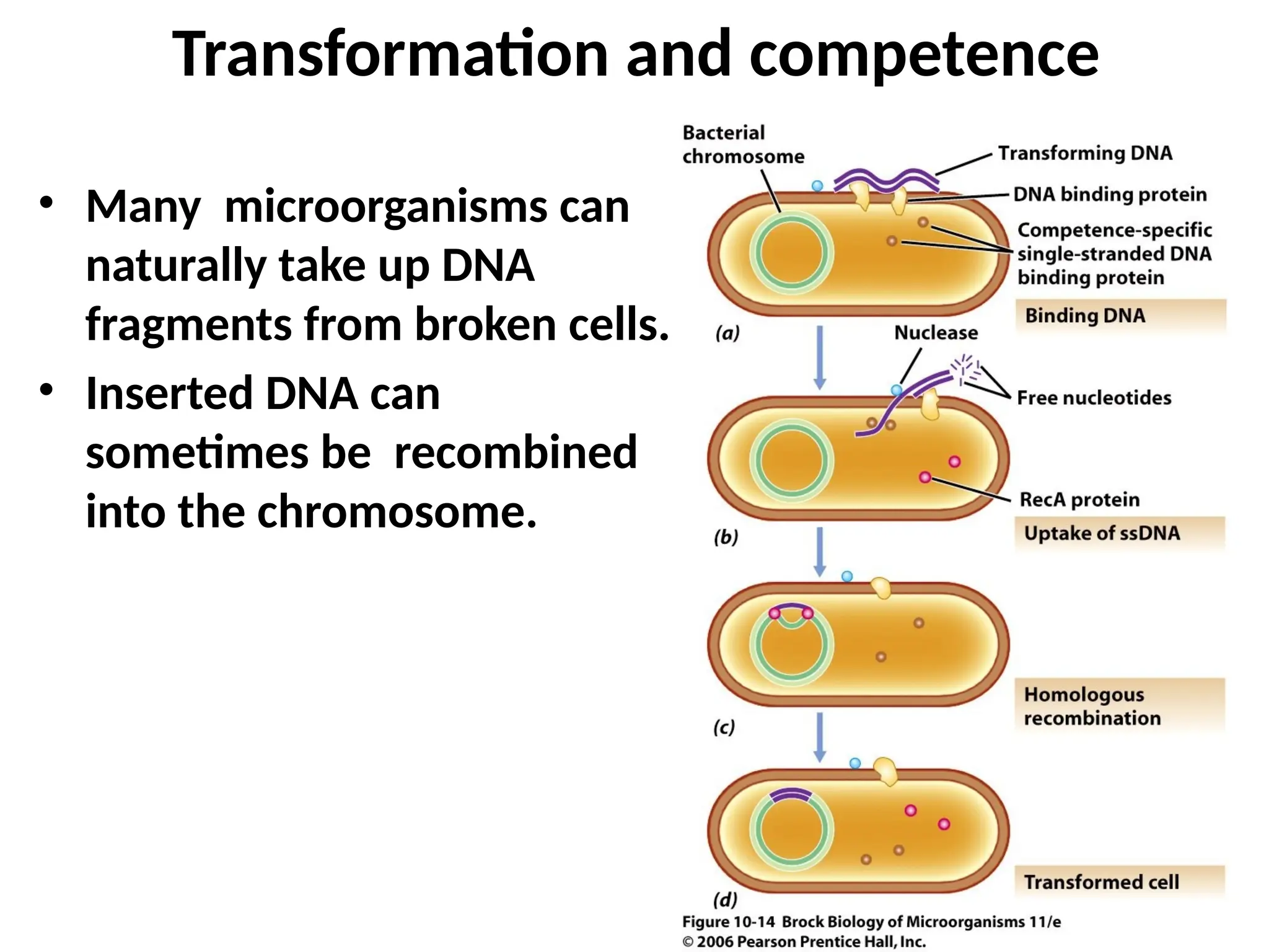 Transformation and competence
• Many microorganisms can
naturally take up DNA
fragments from broken cells.
• Inserted DNA can
sometimes be recombined
into the chromosome.
 