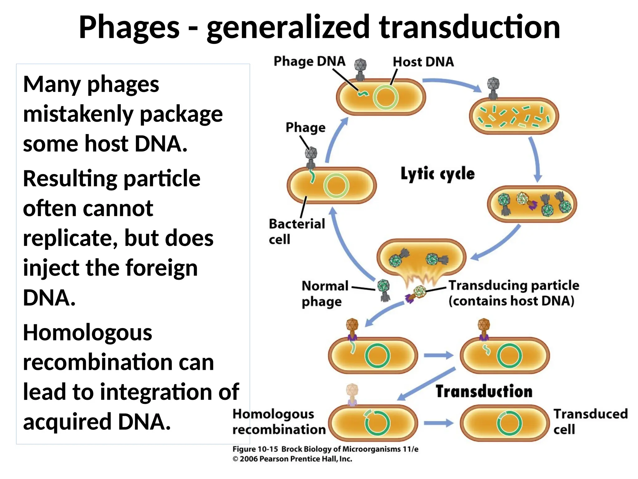 Phages - generalized transduction
Many phages
mistakenly package
some host DNA.
Resulting particle
often cannot
replicate, but does
inject the foreign
DNA.
Homologous
recombination can
lead to integration of
acquired DNA.
 